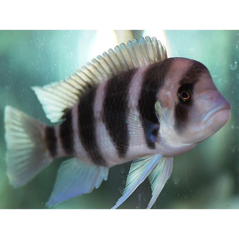 Cyphotilapia frontosa - imagine 4